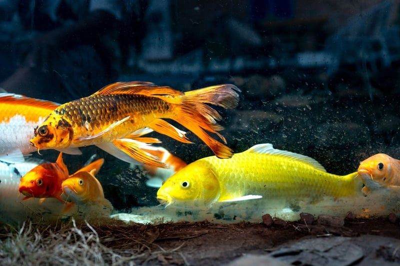 Pierre naturel aquarium : le guide ultime pour un décor éclatant