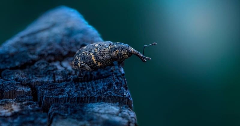 Quels insectes piquent la nuit ? le guide pour dormir tranquille