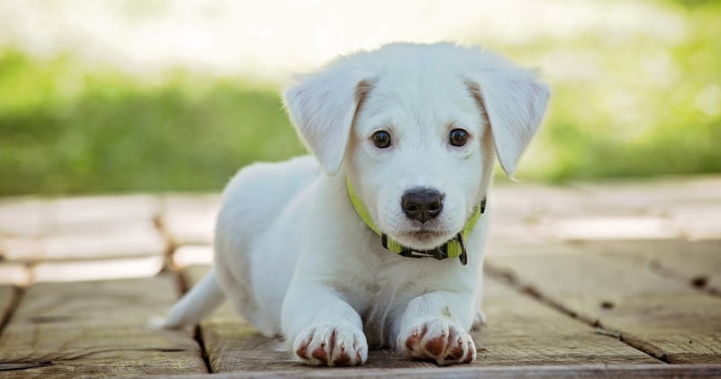 Tarif chien détecteur punaise de lit à Paris : le vrai prix sans surprise