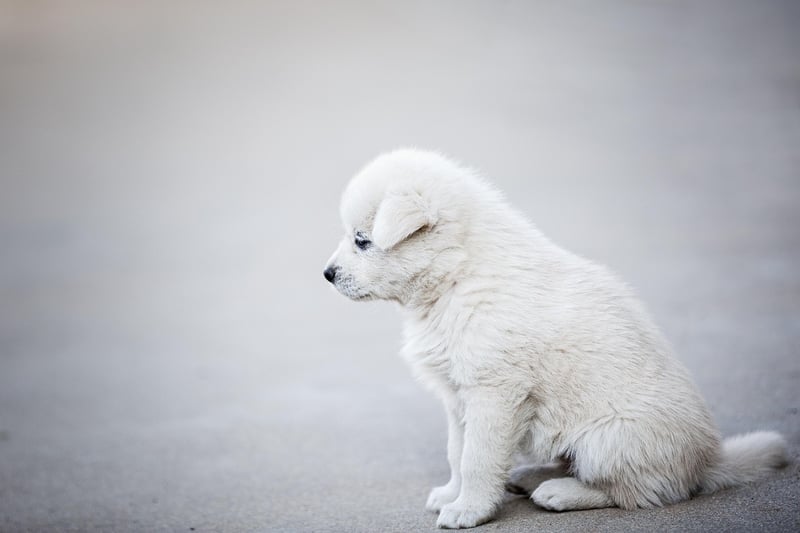Découvrez le tarif 2026 pour un chien détecteur de punaises de lit efficace