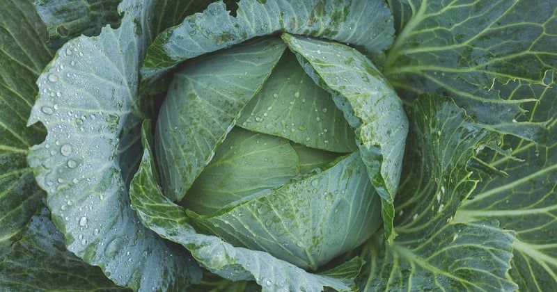 10 techniques innovantes pour jardin qui vont tout changer
