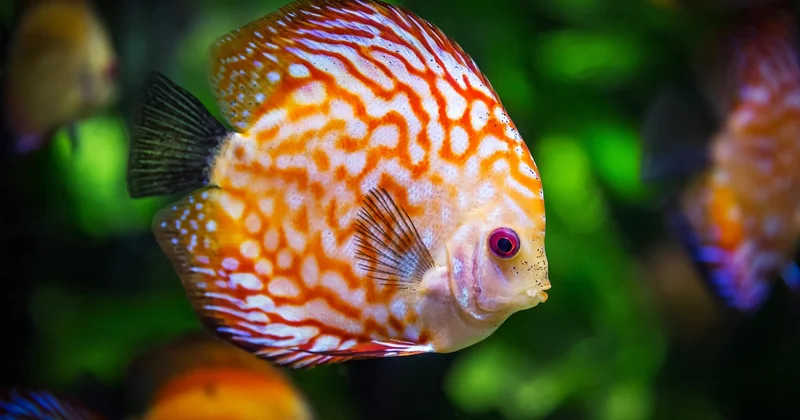 Préparer et nettoyer une pierre d'aquarium : le protocole