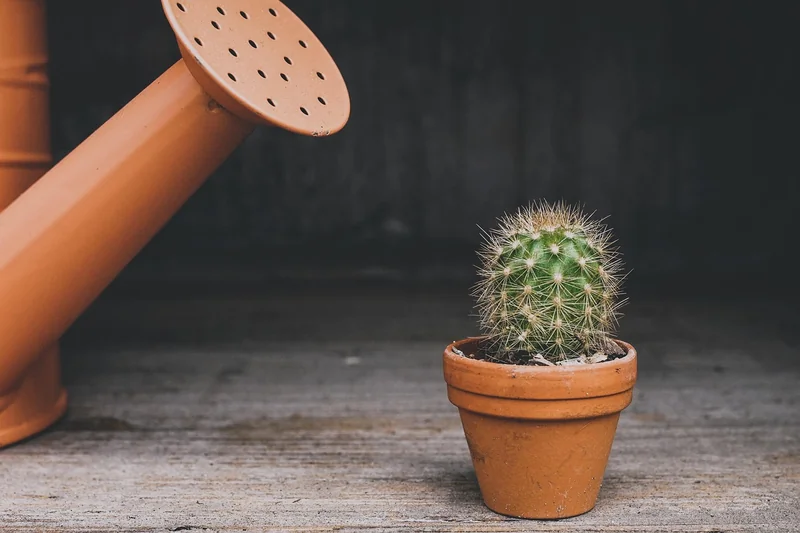 Choisir des plantes compatibles avec votre microclimat urbain