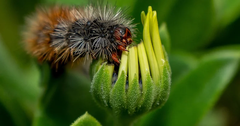 Comment reconnaître une larve de moucheron d'un vrai ver